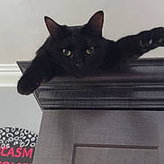 Willow is registered to the contest to win money with this photo: black_cat, cat, door, door_frame, wood, indoor, pet, animal, feline, stretching, relaxed, looking_down, wall, sign, text_partial, home, curious, paws, ears, yellow_eyes