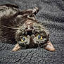 cat, black_cat, pet, whiskers, eyes, lying_down, blanket, cozy, feline, fur, cute, animal, indoor, resting, portrait, close_up, soft_texture, relaxed, sleepy, domestic_cat