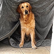 Samy participe au concours pour gagner de l'argent avec cette photo : dog, golden_retriever, blanket, tent, indoor, pet, animal, fur, canine, floor, tile, cozy, cute, domestic_animal, mammal, sitting, looking, calm, home, resting