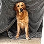 dog, golden_retriever, blanket, tent, indoor, pet, animal, fur, canine, floor, tile, cozy, cute, domestic_animal, mammal, sitting, looking, calm, home, resting