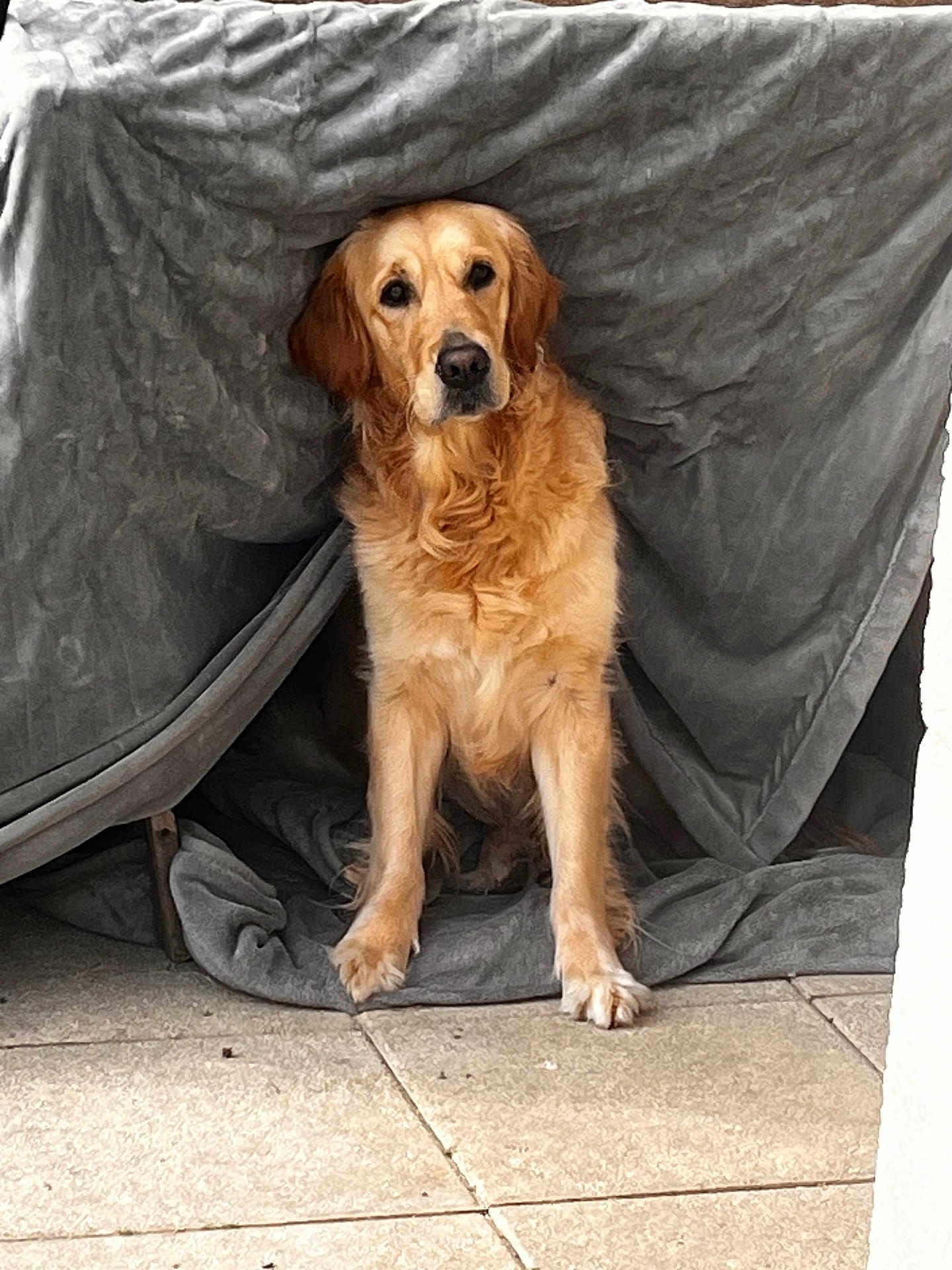 Samy participe au concours pour gagner de l'argent avec cette photo : dog, golden_retriever, blanket, tent, indoor, pet, animal, fur, canine, floor, tile, cozy, cute, domestic_animal, mammal, sitting, looking, calm, home, resting