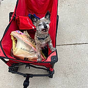 Ruby joined the competition — help win amazing prizes! animal, black_and_white_fur, bow_tie, concrete, dog, ears, grocery_bag, open_mouth, outdoor, pet, portrait, red_wagon, scruffy_dog, shopping_bag, sidewalk, sitting, small_dog, smiling, wagon, wheel