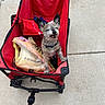 animal, black_and_white_fur, bow_tie, concrete, dog, ears, grocery_bag, open_mouth, outdoor, pet, portrait, red_wagon, scruffy_dog, shopping_bag, sidewalk, sitting, small_dog, smiling, wagon, wheel