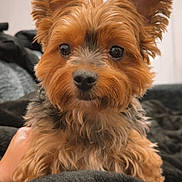 Ellie is registered to the contest to win money with this photo: dog, yorkshire_terrier, pet, cute, small_breed, fur, ears, eyes, nose, face, portrait, closeup, indoor, blanket, cozy, hand, canine, groomed, black_blanket, home