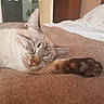 Yama participe au concours pour gagner de l'argent avec cette photo : british_shorthair, carnivoran, cat, cat_like_mammal, flooring, fur, kitten, nap, paw, skin, small_to_medium_sized_cats, snout, whiskers