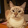 Yama participe au concours pour gagner de l'argent avec cette photo : aegean_cat, asian, australian_mist, balinese, burmilla, cat, cat_like_mammal, domestic_short_haired_cat, european_shorthair, fauna, fur, german_rex, kitten, small_to_medium_sized_cats, snout, tabby_cat, whiskers