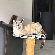 Yama a rejoint le concours — aidez-le/la à gagner de superbes lots ! aegean_cat, carnivoran, cat, cat_like_mammal, domestic_short_haired_cat, fur, kitten, small_to_medium_sized_cats, whiskers