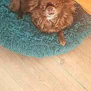 Skal a rejoint le concours — aidez-le/la à gagner de superbes lots ! dog, long_haired_dog, chihuahua, small_dog, brown_fur, fluffy_bed, teal_bed, pet_bed, wooden_floor, indoor, cute, cozy, looking_up, wide_eyes, tongue, paw, portrait, pet, domestic_animal, fur