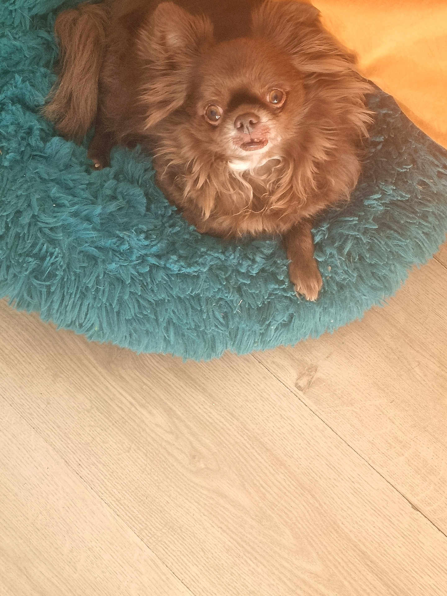 Skal a rejoint le concours — aidez-le/la à gagner de superbes lots ! dog, long_haired_dog, chihuahua, small_dog, brown_fur, fluffy_bed, teal_bed, pet_bed, wooden_floor, indoor, cute, cozy, looking_up, wide_eyes, tongue, paw, portrait, pet, domestic_animal, fur