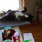 Two Soxx joined the competition — help win amazing prizes! cat, indoor, table, candle, decorative_egg, window, curtain, mat, wooden_table, wallet, note, pet, relaxed, cozy, sunlight, houseplant, home, furniture, domestic, still_life