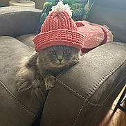 Smokie is registered to the contest to win money with this photo: cat, gray_cat, knit_hat, pink_hat, pom_pom, armchair, gray_furniture, cushion, pillow, indoor, pet, feline, cozy, curious, fluffy, wooden_floor, decor, relaxed, home, cute