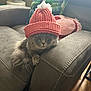 cat, gray_cat, knit_hat, pink_hat, pom_pom, armchair, gray_furniture, cushion, pillow, indoor, pet, feline, cozy, curious, fluffy, wooden_floor, decor, relaxed, home, cute