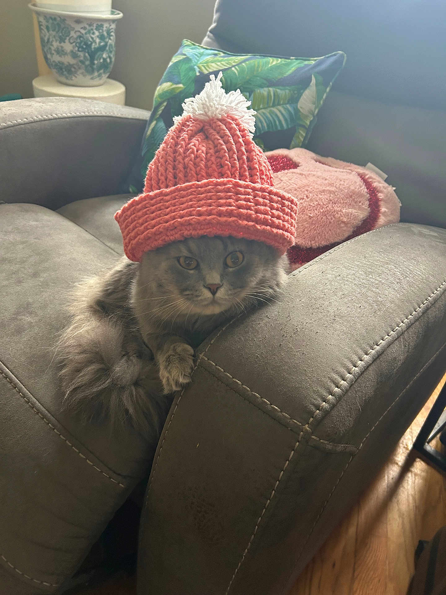 Smokie is registered to the contest to win money with this photo: cat, gray_cat, knit_hat, pink_hat, pom_pom, armchair, gray_furniture, cushion, pillow, indoor, pet, feline, cozy, curious, fluffy, wooden_floor, decor, relaxed, home, cute