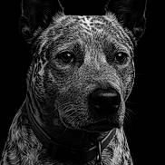 Blue is registered to the contest to win money with this photo: dog, portrait, black_and_white, collar, pet, animal, ears, speckled_fur, close_up, tag, canine, muzzle, whiskers, studio_lighting, looking_away, fur_texture, domestic_animal, alert, monochrome, background_black