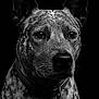 dog, portrait, black_and_white, collar, pet, animal, ears, speckled_fur, close_up, tag, canine, muzzle, whiskers, studio_lighting, looking_away, fur_texture, domestic_animal, alert, monochrome, background_black