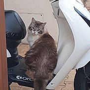 Horus a rejoint le concours — aidez-le/la à gagner de superbes lots ! animal, blue_eyes, cat, curious, floor, fluffy, fur, handlebar, motorbike, outdoor, pavement, pet, scooter, seat, side_view, tail, urban, vehicle, wall, white