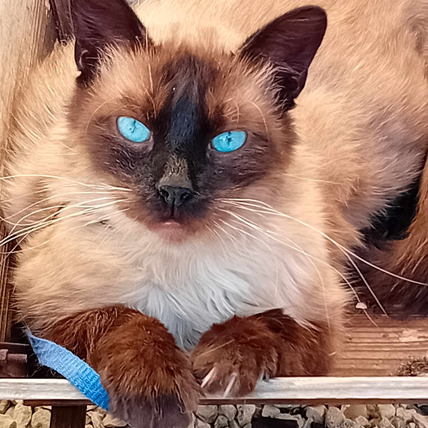Simba participe au concours pour gagner de l'argent avec cette photo : animal, blue_eyes, blue_strap, cat, close_up, fur, grip, mammal, nature, outdoor, paws, pet, relaxing, resting, rocks, siamese_cat, strap, whiskers, wood, wooden_surface