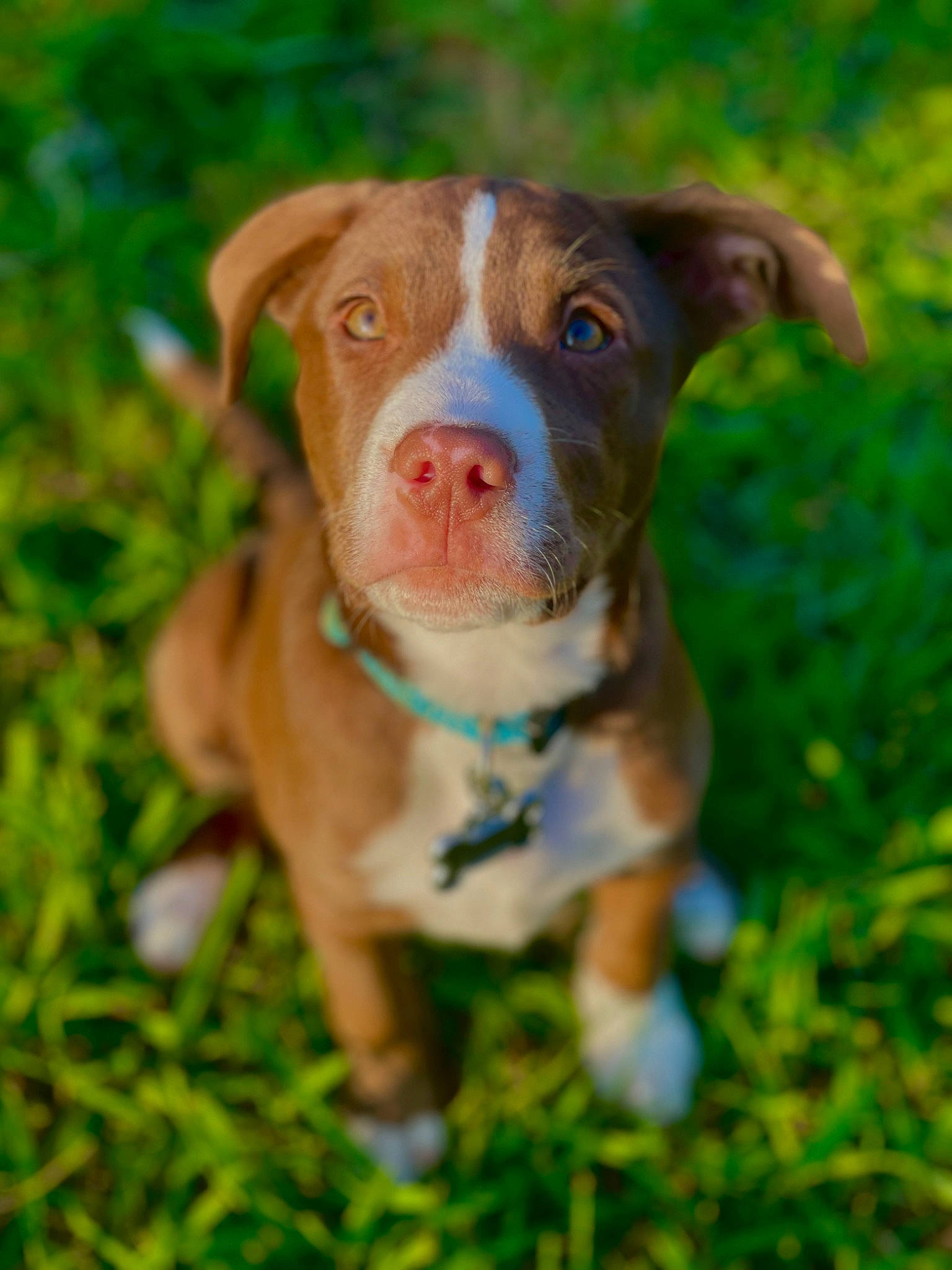 Doobie is registered to the contest to win money with this photo: canidae, carnivore, companion_dog, dog, dog_breed, fawn, grass, groundcover, liver, non_sporting_group, plant, puppy, snout, sporting_group, terrestrial_animal, whiskers, working_animal