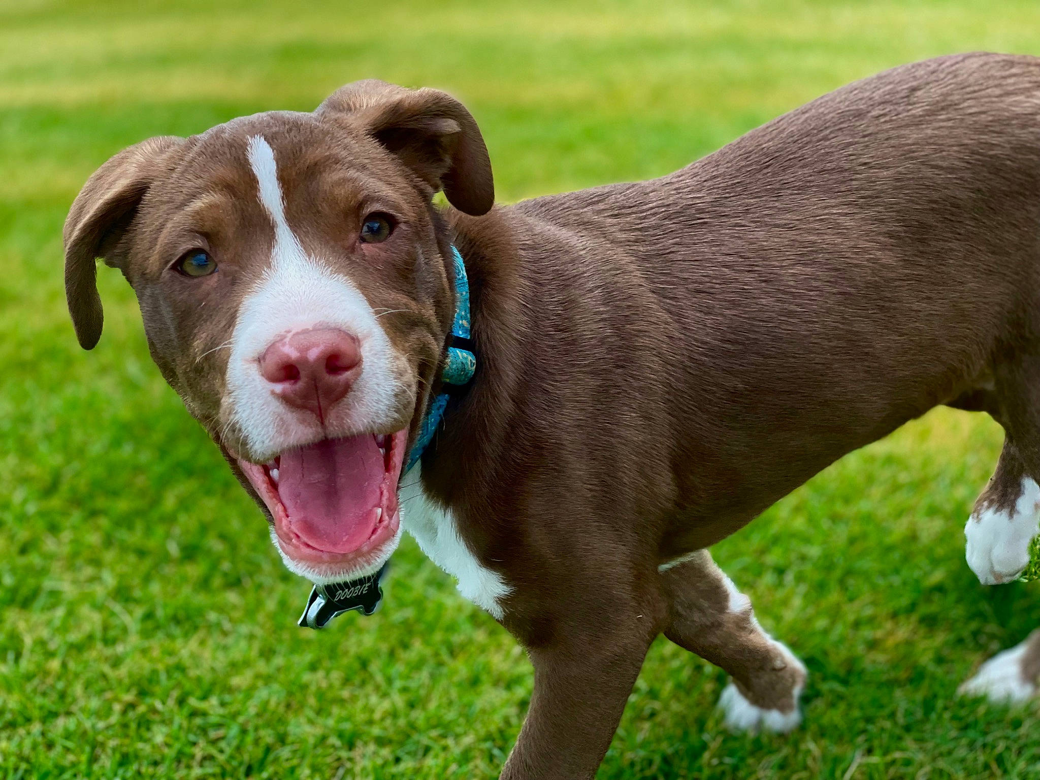 Doobie joined the competition — help win amazing prizes! canidae, carnivore, collar, companion_dog, dog, dog_breed, dog_collar, dog_supply, fashion_accessory, fawn, grass, hunting_dog, leash, liver, pet_supply, snout, sporting_group, terrestrial_animal, whiskers, working_animal