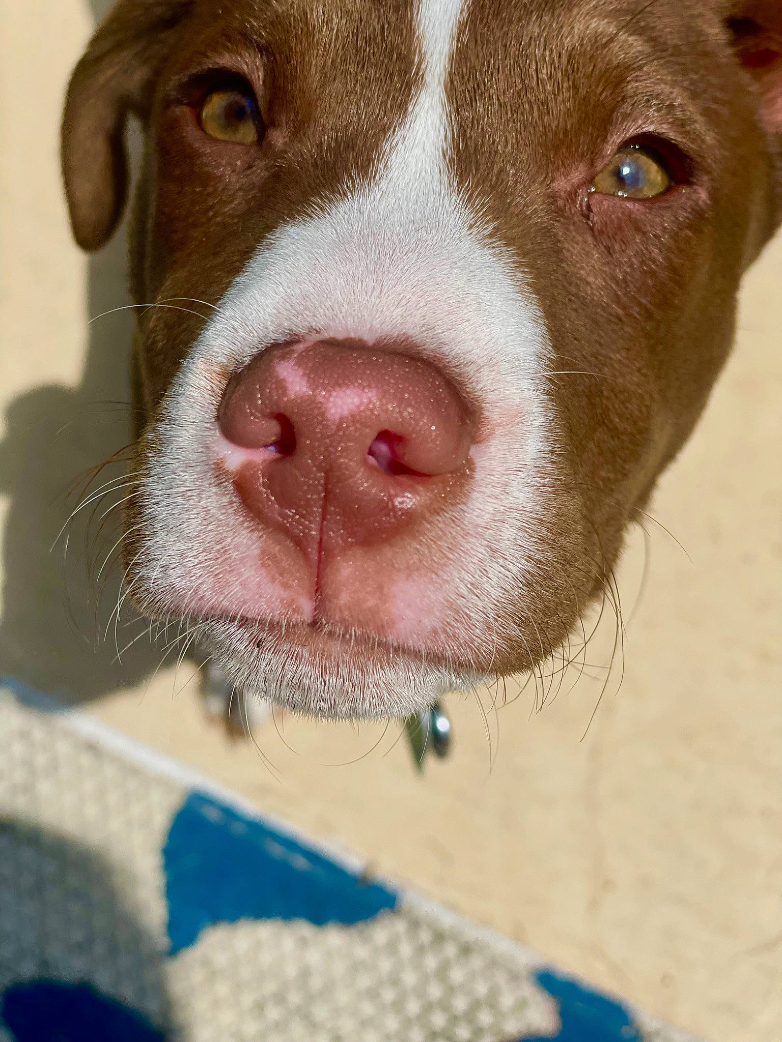 Doobie is registered to the contest to win money with this photo: blue, canidae, carnivore, close_up, companion_dog, dog, dog_breed, fawn, fur, liver, non_sporting_group, pet_supply, photography, snout, sporting_group, terrestrial_animal, whiskers, working_animal