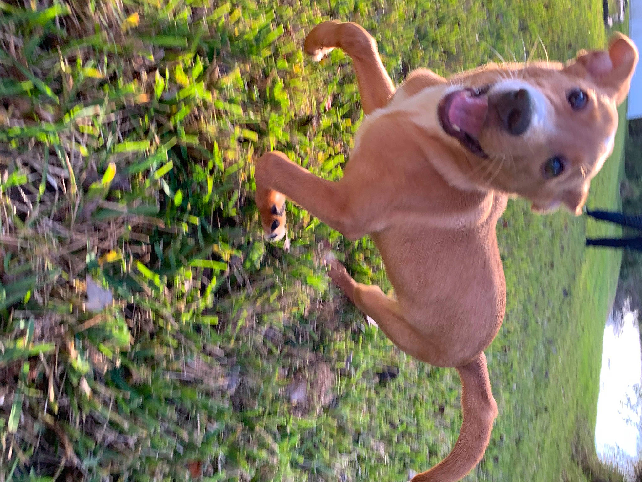 Bentley joined the competition — help win amazing prizes! canidae, carnivore, collar, companion_dog, dog, dog_breed, dog_collar, dog_supply, fawn, liver, pet_supply, snout, sporting_group, subshrub, tail, tan, working_animal, working_dog