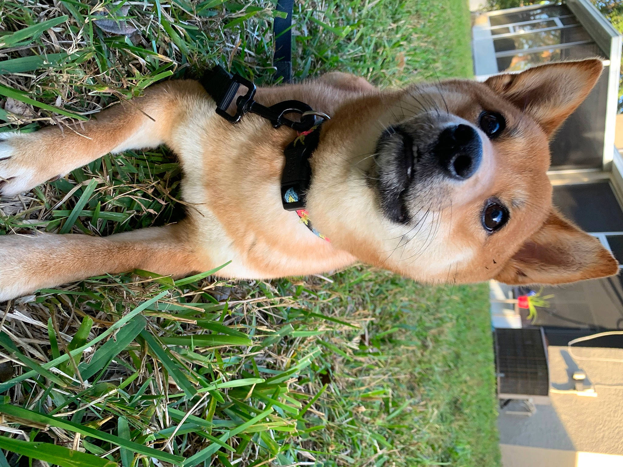 Demi is registered to the contest to win money with this photo: canidae, carnivore, collar, dog, dog_breed, dog_collar, dog_supply, fawn, fur, grass, snout, sporting_group