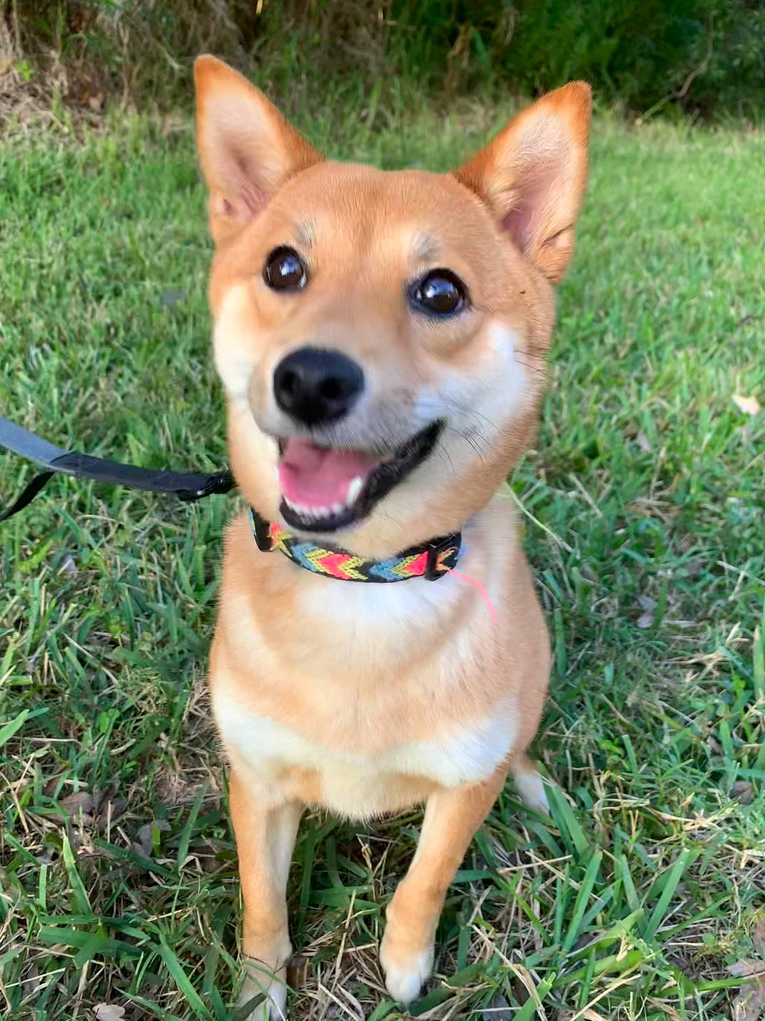 Demi is registered to the contest to win money with this photo: canidae, carnivore, collar, companion_dog, dog, dog_breed, dog_collar, dog_supply, fawn, grass, grass_family, hunting_dog, leash, non_sporting_group, pet_supply, snout, sporting_group, tail, tongue, working_animal