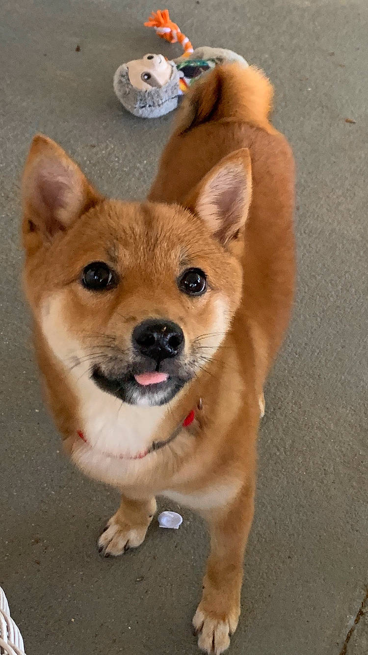 Demi joined the competition — help win amazing prizes! ancient_dog_breeds, brown, canidae, carnivore, collar, dog, dog_breed, dog_supply, fawn, fur, non_sporting_group, pet_supply, snout, sporting_group, toy_dog, working_animal