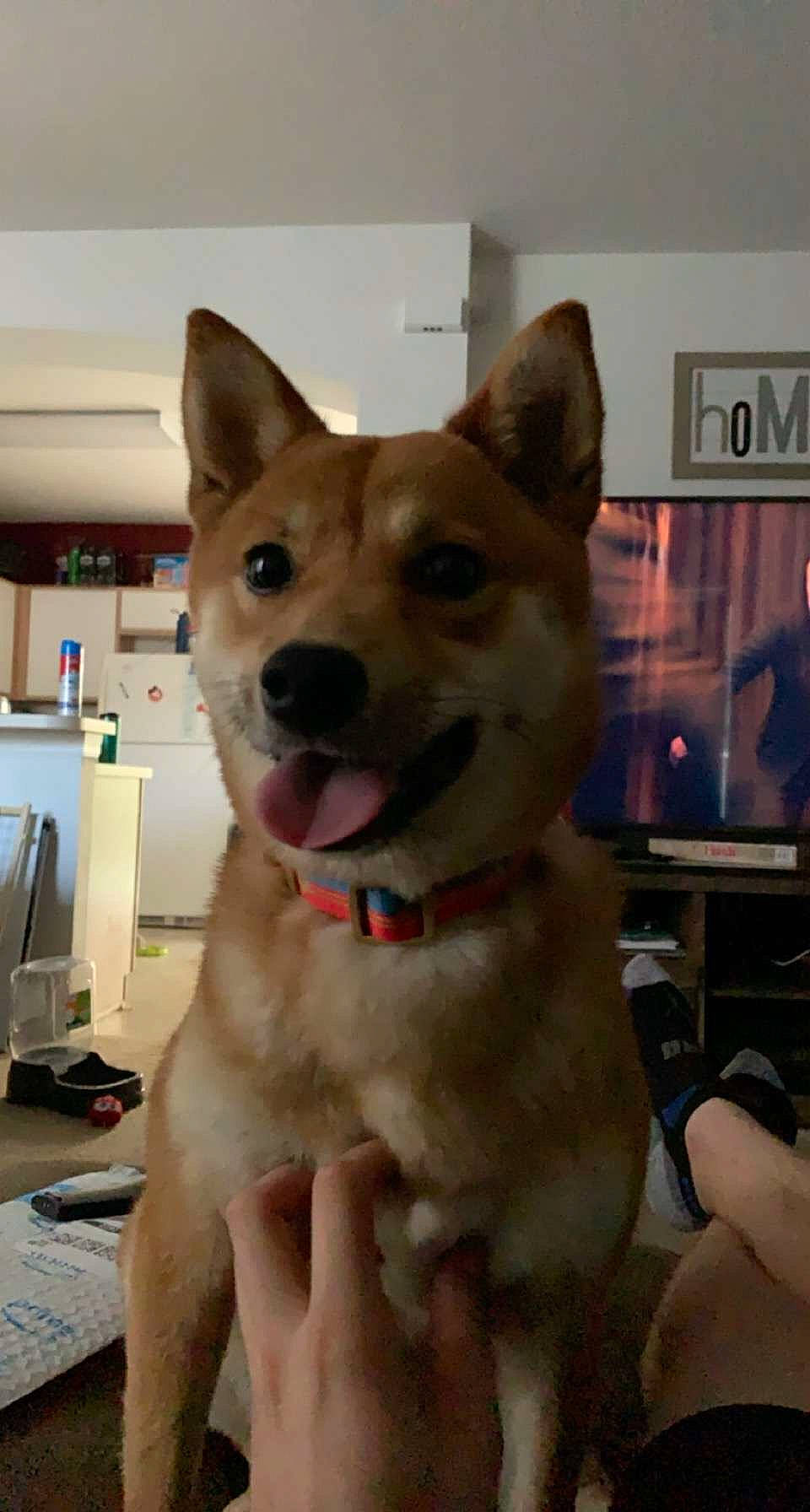 Demi is registered to the contest to win money with this photo: canidae, carnivore, collar, dog, dog_breed, dog_supply, finger, home_appliance, kitchen_appliance, major_appliance, nail, pet_supply, picture_frame, refrigerator, snout, thumb, tongue, vertebrate, whiskers, working_animal