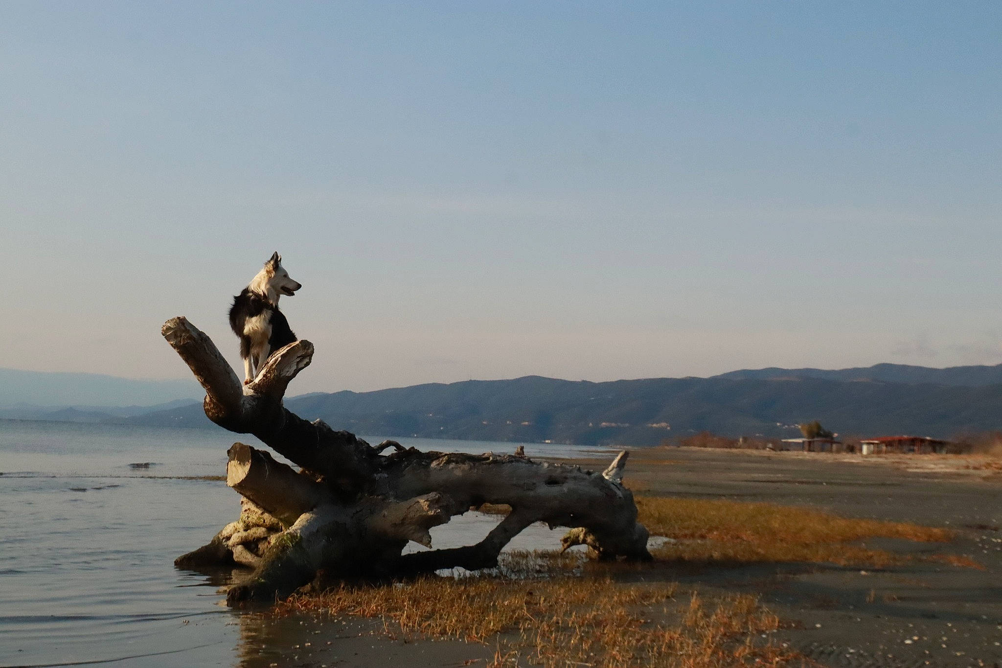 Kayla a rejoint le concours — aidez-le/la à gagner de superbes lots ! art, beach, driftwood, environmental_art, happy, horizon, landscape, mountain, natural_landscape, ocean, plant, rock, sculpture, seabird, sky, soil, tree, trunk, water, wood