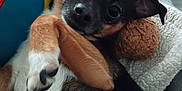 Chico joined the competition — help win amazing prizes! dog, puppy, small_dog, black_and_tan, blanket, plush_toy, cozy, cute, pet, indoor, fur, animal, companion, resting, looking_at_camera, soft_texture, cute_pose, snuggling, relaxed, close_up