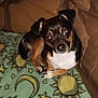 dog, small_dog, pet, blanket, moon_pattern, star_pattern, couch, leather_couch, indoor, resting, curious_expression, black_and_tan, white_chest, paw, animal, cozy, home, companion, cute, furniture