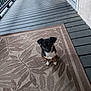 dog, small_dog, black_dog, brown_dog, white_paws, sitting, outdoor, porch, wooden_floor, rug, patterned_rug, railing, door, pet, animal, curious, quiet, daylight, home, companion