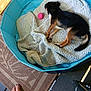 dog, sleeping, pet_pool, blanket, pink_ball, floor_mat, bare_foot, indoor, relaxation, brown_black_fur, small_dog, toy, furniture, home, cozy, resting, paw, tail, wood_floor, casual