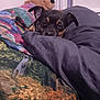 dog, blanket, bedding, teddy_bear, indoor, pet, sleepy, black_dog, brown_dog, cozy, resting, fabric, stuffed_animal, soft_toys, fur, bed, animal, cute, comfort, relaxation