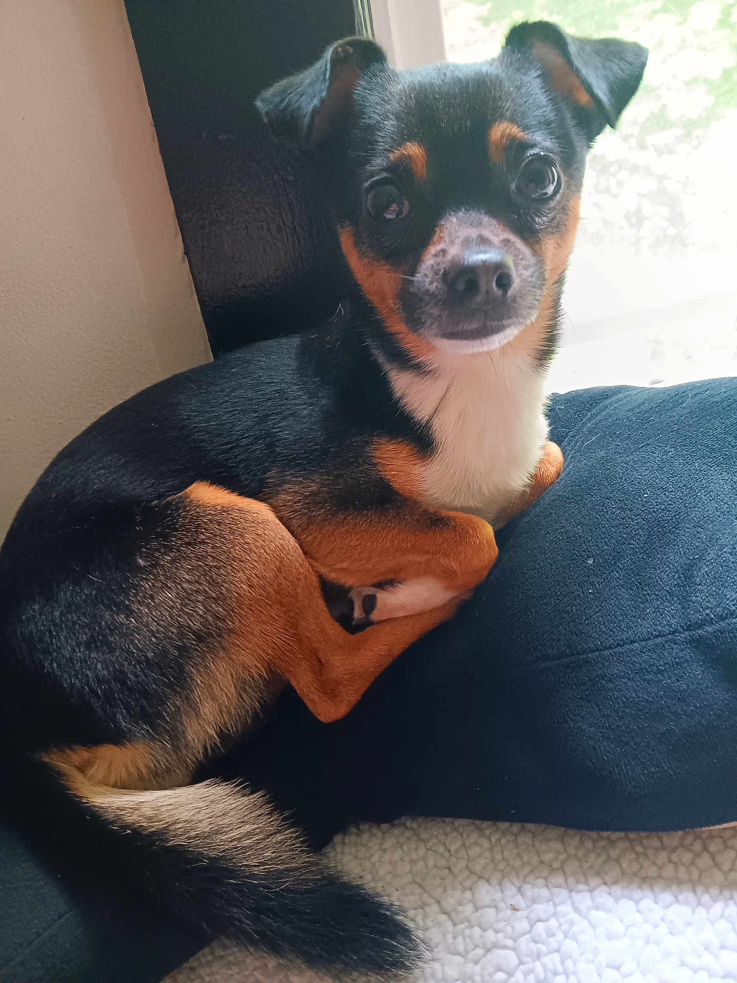 Chico