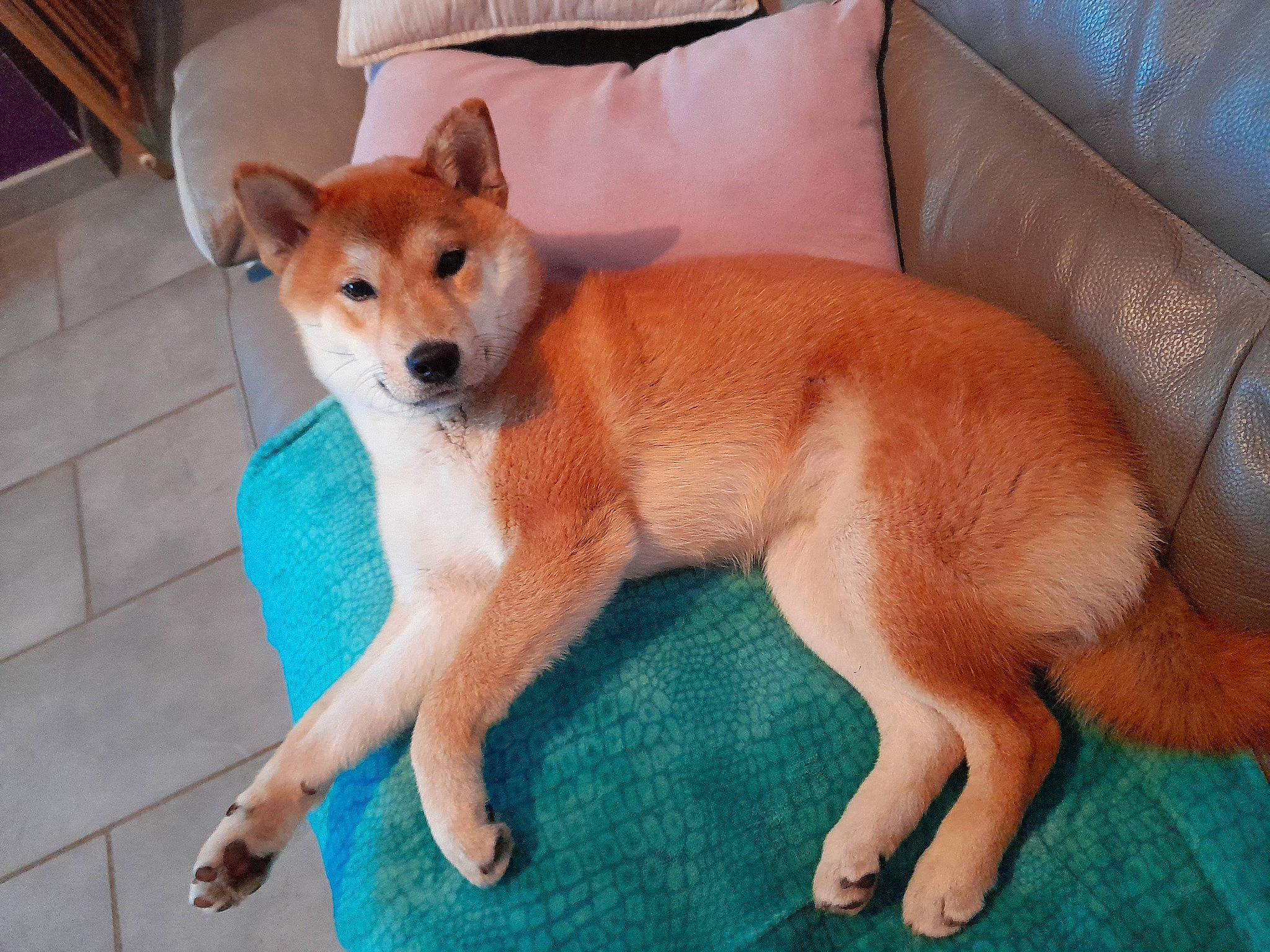 Yoshi