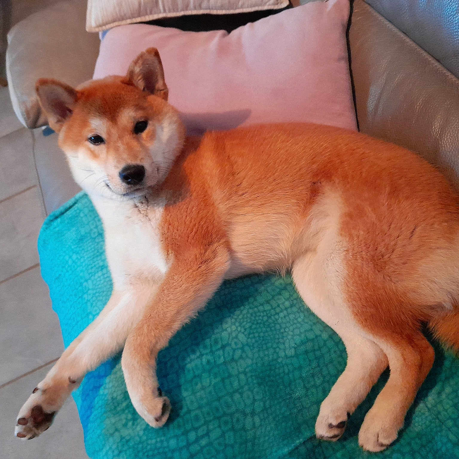 Yoshi