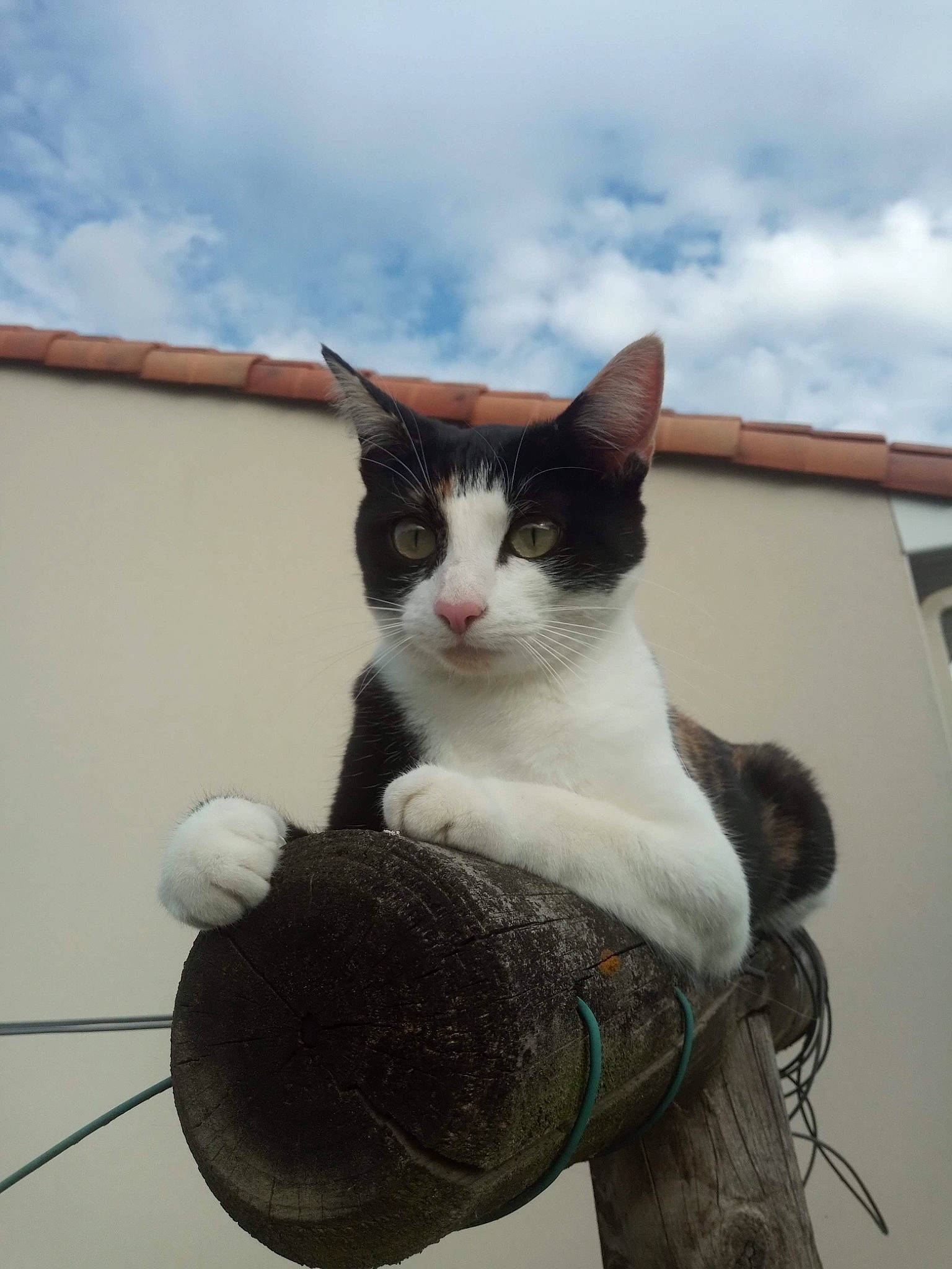 Spider a rejoint le concours — aidez-le/la à gagner de superbes lots ! building, carnivore, cat, cloud, domestic_short_haired_cat, felidae, fur, paw, roof, sitting, sky, small_to_medium_sized_cats, snout, tail, tree, whiskers, window