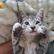 Ice participe au concours pour gagner de l'argent avec cette photo : animal, belly_up, blanket, cat, closeup, cozy, cute, ears, eyes, gray_fur, indoors, kitten, lying_down, paw_pads, paws, pet, playful, portrait, tabby, whiskers