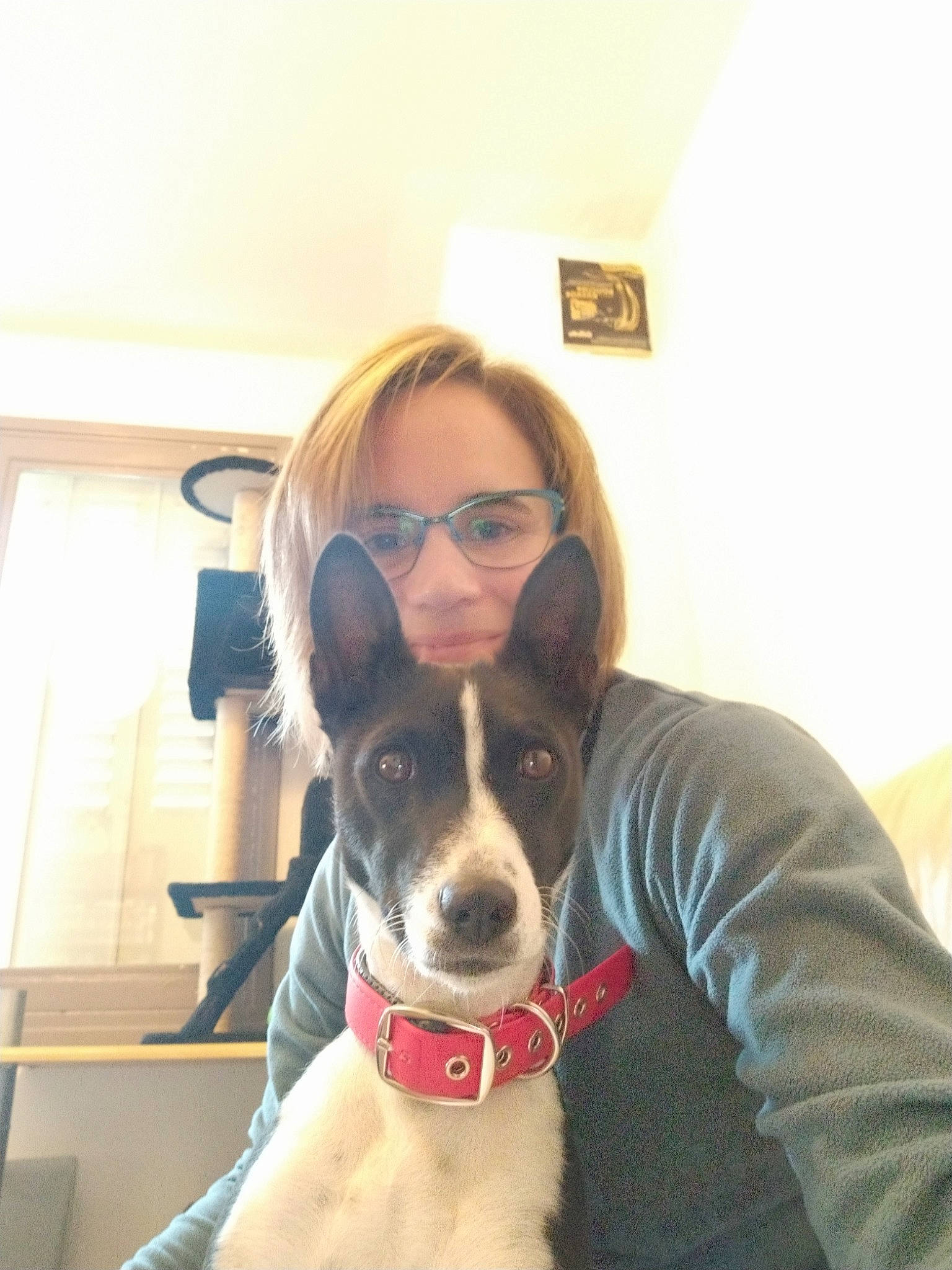 L'Thamani Kito a rejoint le concours — aidez-le/la à gagner de superbes lots ! american_pit_bull_terrier, boston_terrier, cool, dog, dog_breed, dog_like_mammal, ear, eyewear, glasses, nose, person, pit_bull, snout, sunglasses, vision_care