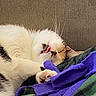Sticky is registered to the contest to win money with this photo: cat, sleeping, tongue_out, fluffy, paw, blanket, purple, green, cozy, indoor, pet, cute, relaxed, feline, resting, couch, whiskers, soft, domestic_animal, nap