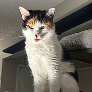 Sticky joined the competition — help win amazing prizes! cat, calico, indoor, pet, animal, blep, fur, whiskers, cute, tongue_out, sitting, domestic, feline, closeup, cozy, soft_lighting, curious, portrait, household, furry