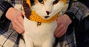 Sticky is registered to the contest to win money with this photo: adorable, animal, bed, calico_cat, cat, costume, crocheted_hat, cute, eyes, face, fur, giraffe_hat, hands, indoor, person, pet, plaid_shirt, sitting, tablecloth, whiskers