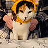 Sticky is registered to the contest to win money with this photo: cat, calico_cat, crocheted_hat, giraffe_hat, pet, animal, costume, person, plaid_shirt, bed, indoor, cute, sitting, fur, whiskers, face, eyes, hands, tablecloth, adorable
