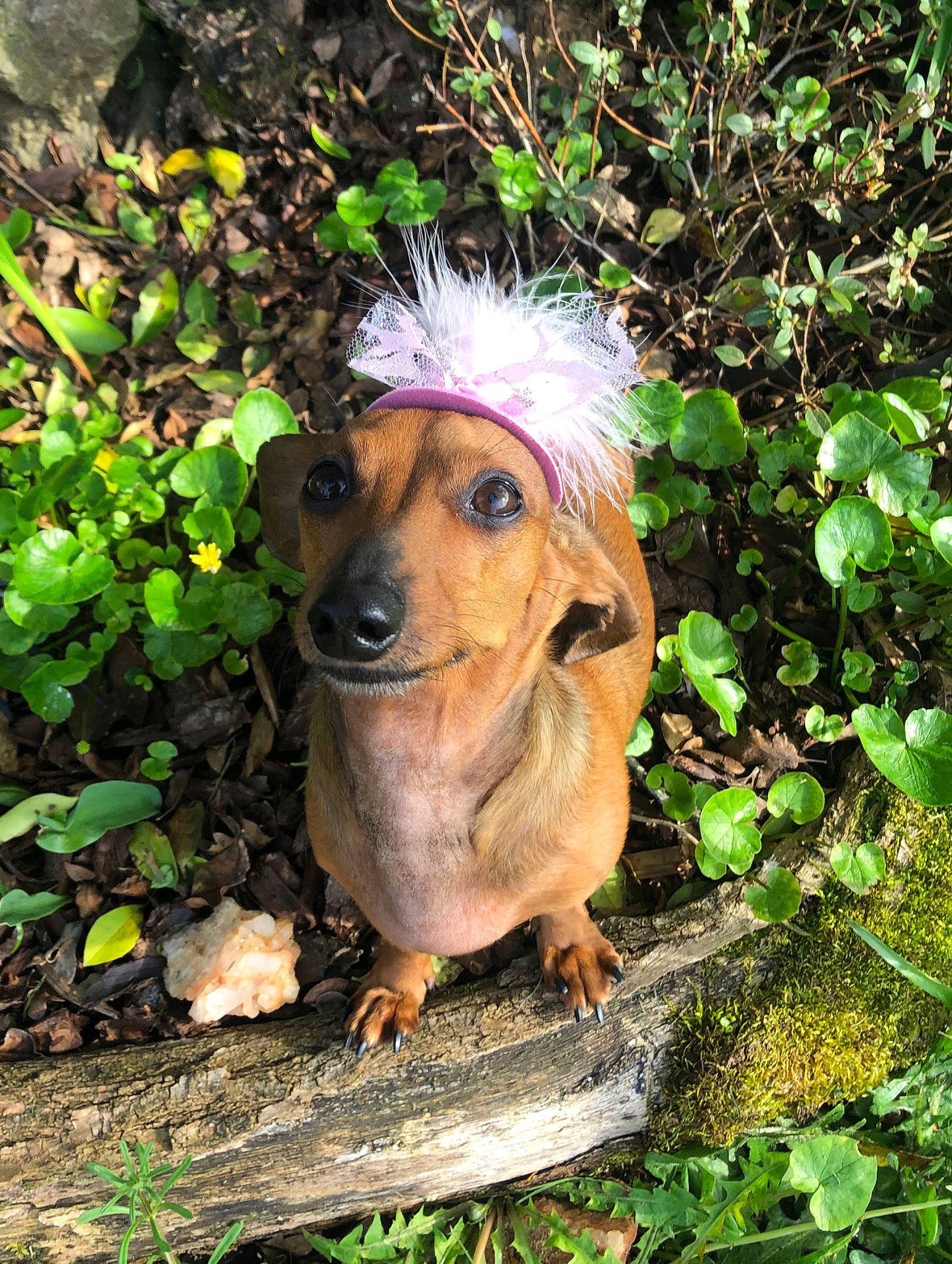 Tula Belle The Nooch joined the competition — help win amazing prizes! annual_plant, canidae, carnivore, companion_dog, dog, dog_breed, fawn, garden, grass, groundcover, herb, liver, plant, snout, soil, sporting_group, toy_dog, working_animal