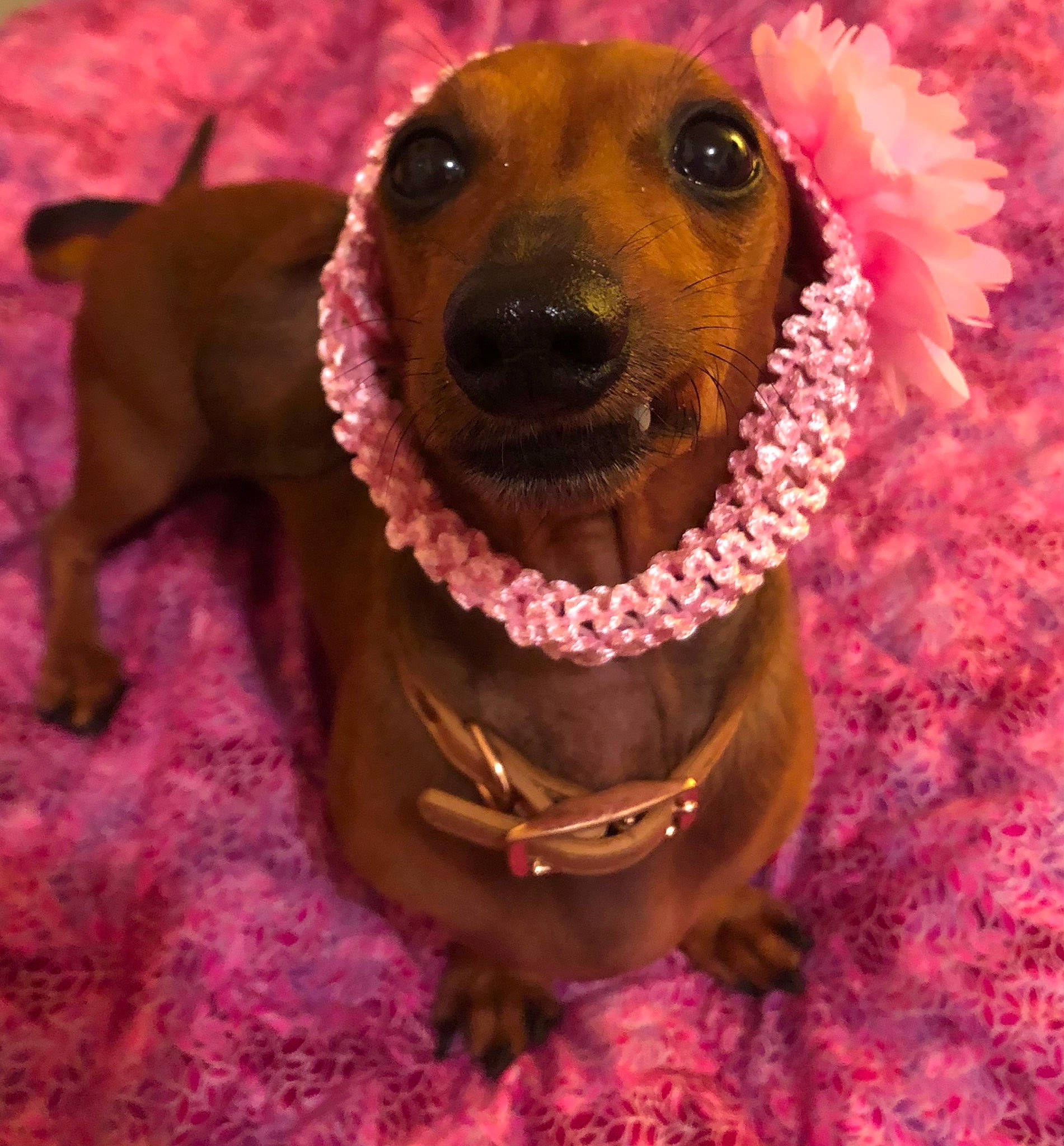 Tula Belle The Nooch is registered to the contest to win money with this photo: canidae, carnivore, companion_dog, dog, dog_breed, dog_collar, fur, happy, magenta, mammal, metal, plant, puppy_love, selfie, smile, snout, sporting_group, toy_dog, whiskers, working_animal