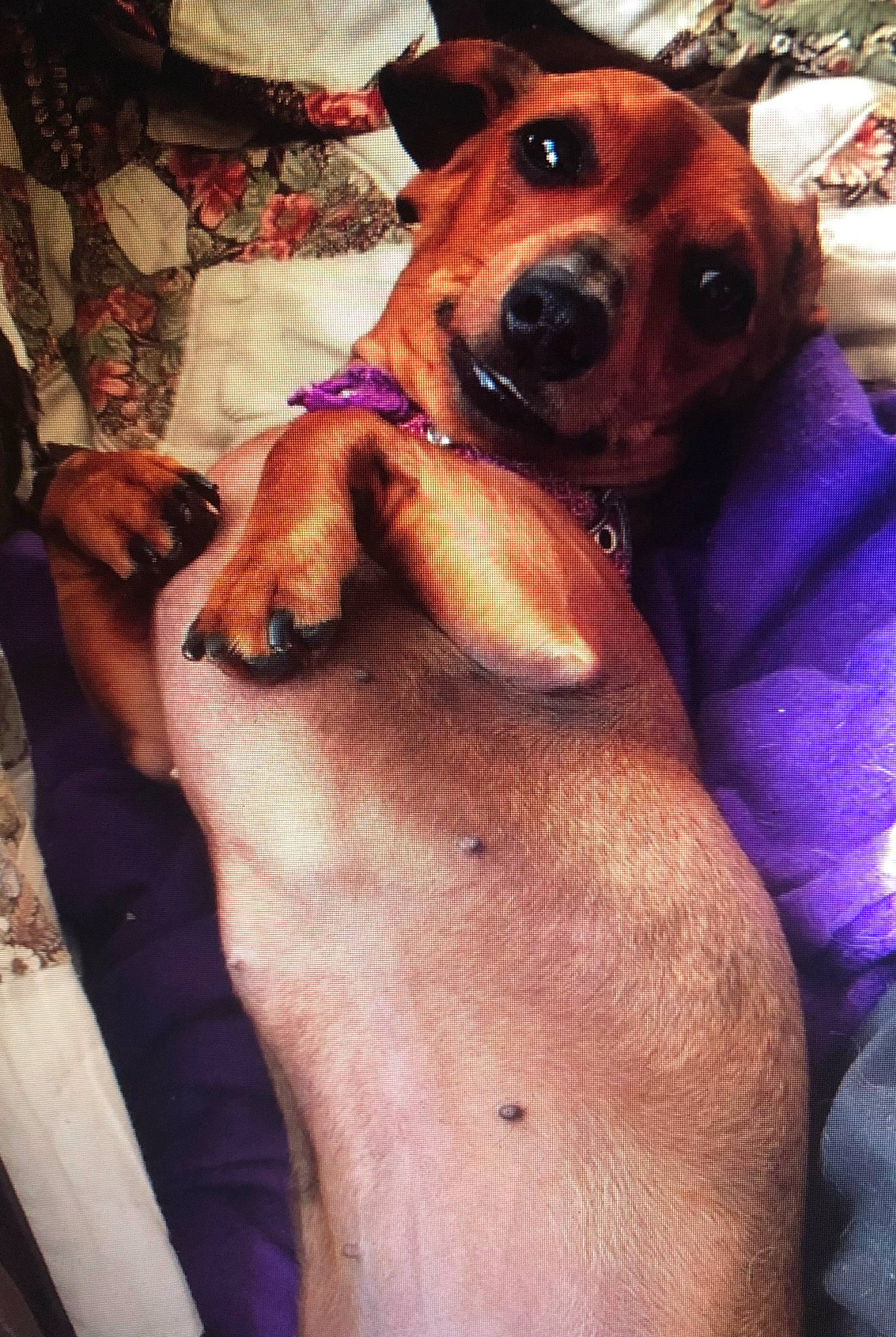 Tula Belle The Nooch joined the competition — help win amazing prizes! canidae, carnivore, chest, collar, comfort, companion_dog, dog, dog_breed, dog_supply, ear, fawn, flesh, fur, guard_dog, selfie, snout, sporting_group, whiskers, working_animal, working_dog