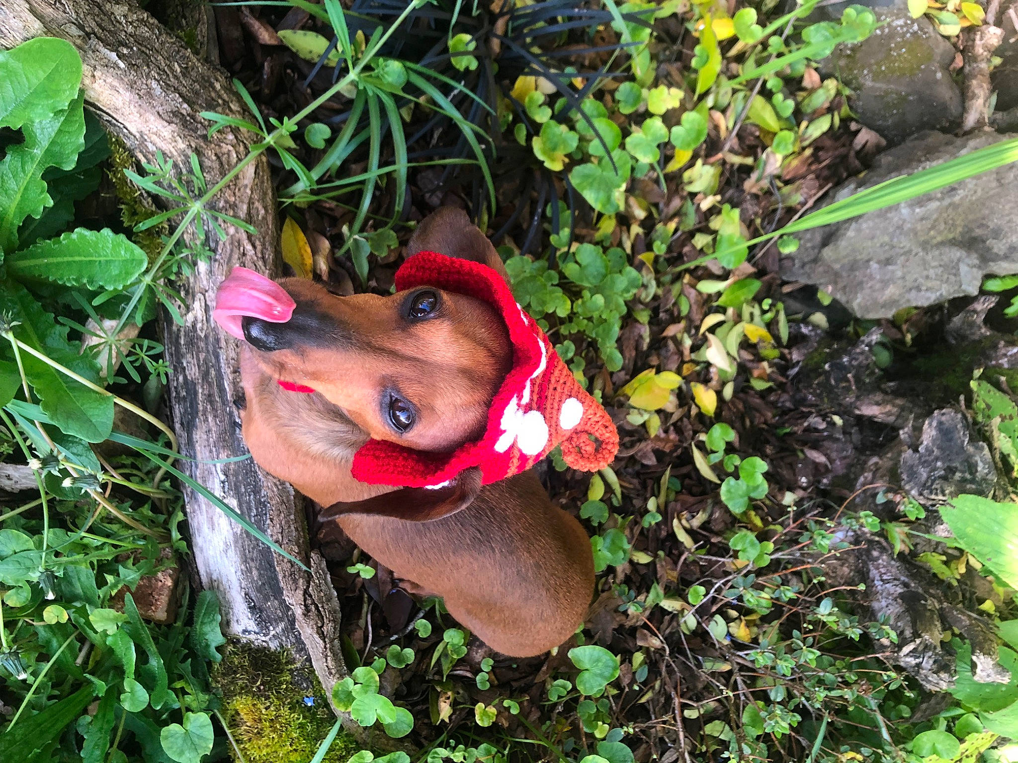 Tula Belle The Nooch joined the competition — help win amazing prizes! botany, carnivore, dog_breed, fawn, grass, groundcover, insect, leaf, nature, organism, plant, snout, soil, sunglasses, terrestrial_plant, toy, tree, trunk, vegetation, wood
