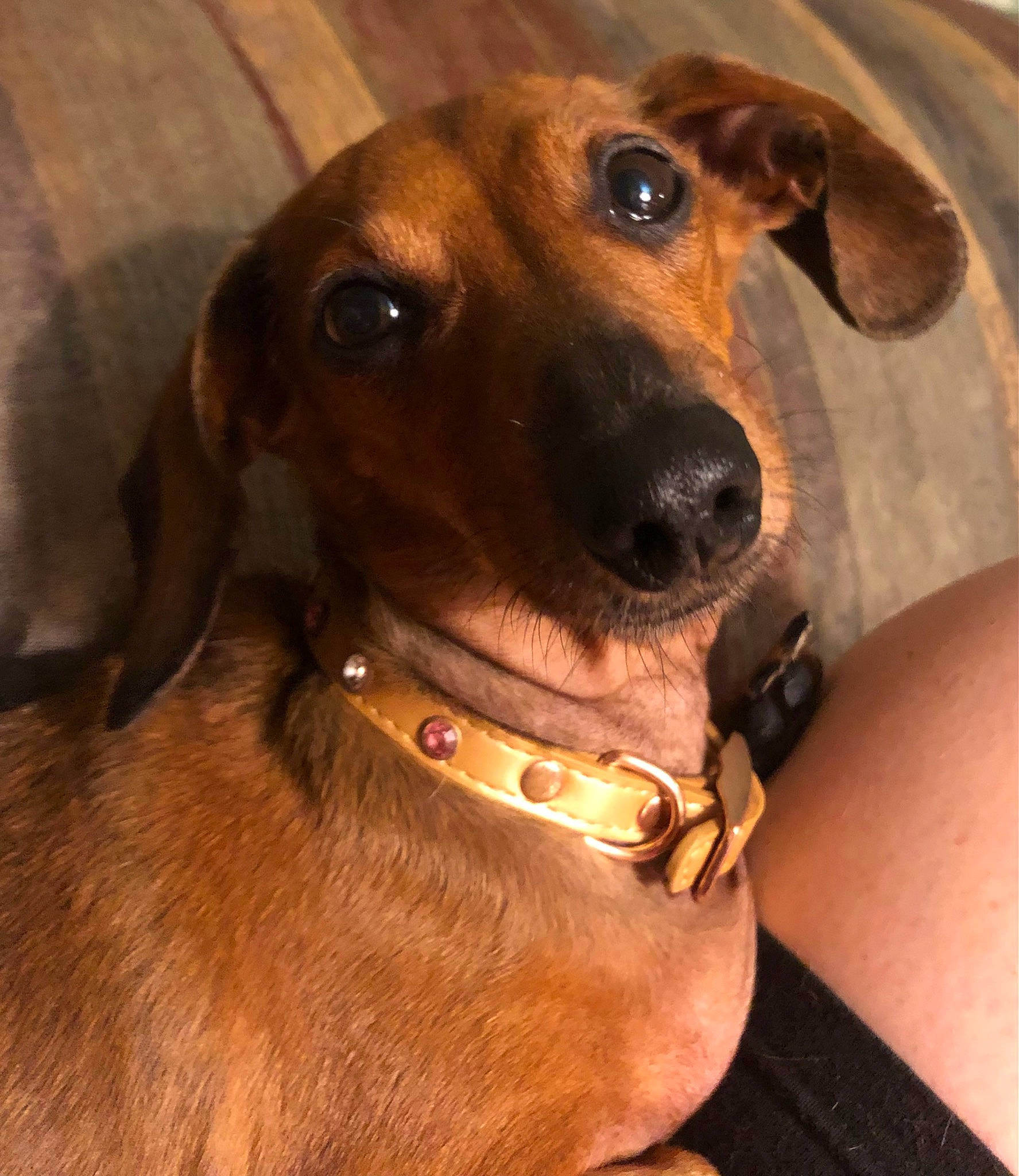 Tula Belle The Nooch is registered to the contest to win money with this photo: canidae, carnivore, collar, companion_dog, dog, dog_breed, dog_collar, dog_supply, ear, fawn, fur, liver, metal, pet_supply, photography, selfie, snout, sporting_group, whiskers, working_animal
